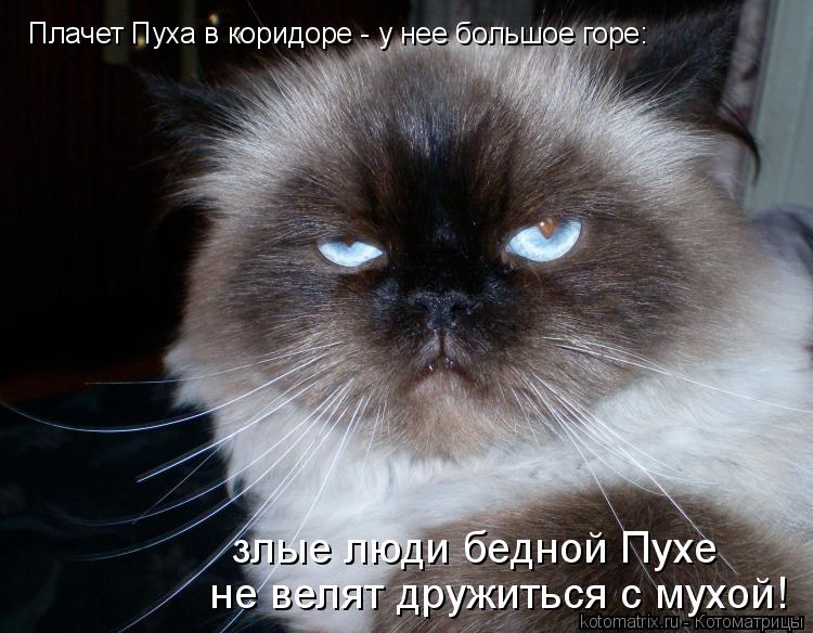 Плачет Пуха в коридоре - у нее большое горе: злые люди бедной Пухе не велят дружиться с мухой!... Котоматрица: Плачет Пуха в коридоре - у нее большое горе: злые люди бедной Пухе не велят дружиться с мухой!