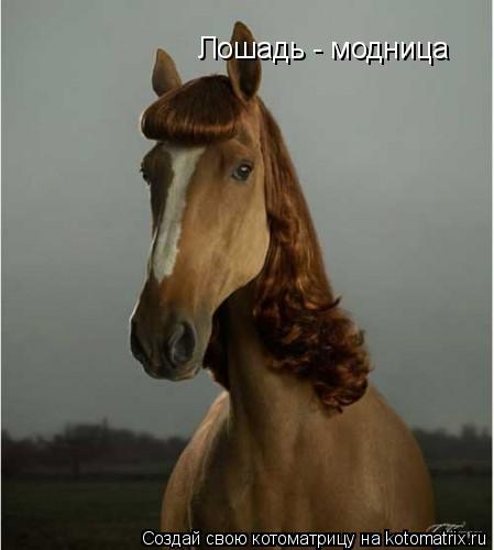 Лошадь - модница... Котоматрица: Лошадь - модница