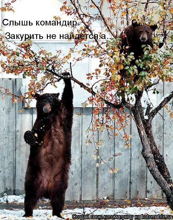 Слышь командир… Закурить не найдется…а….... Котоматрица: Слышь командир… Закурить не найдется…а….
