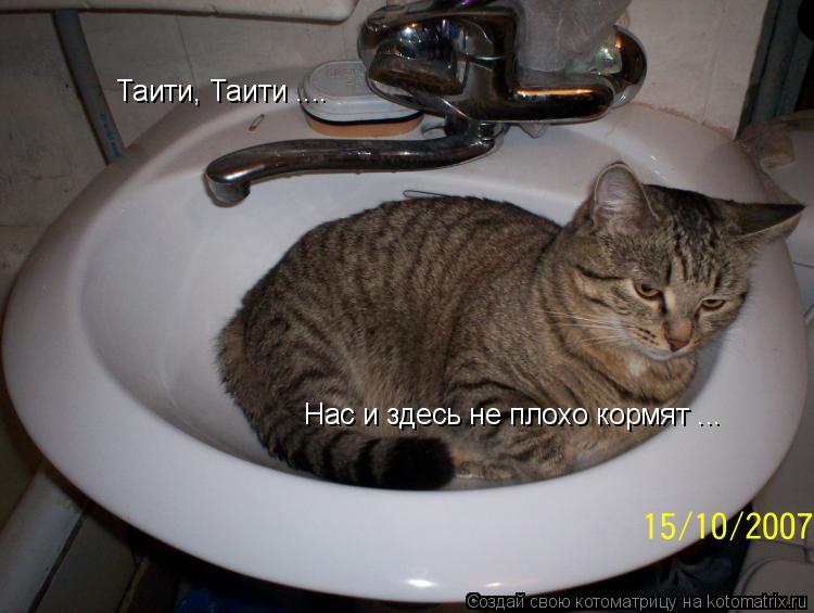Таити, Таити .... Нас и здесь не плохо кормят ...... Котоматрица: Таити, Таити .... Нас и здесь не плохо кормят ...