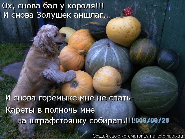Котоматрица: Ох, снова бал у короля!!! И снова Золушек аншлаг... Кареты в полночь мне  на штрафстоянку собирать!!!  И снова горемыке мне не спать-