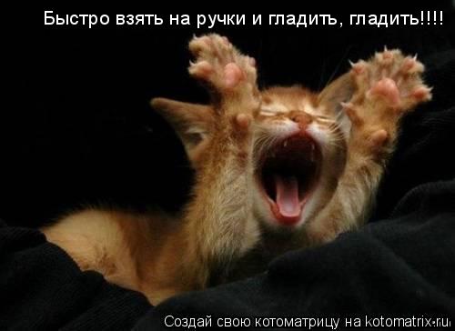 Быстро взять на ручки и гладить, гладить!!!!... Котоматрица: Быстро взять на ручки и гладить, гладить!!!!