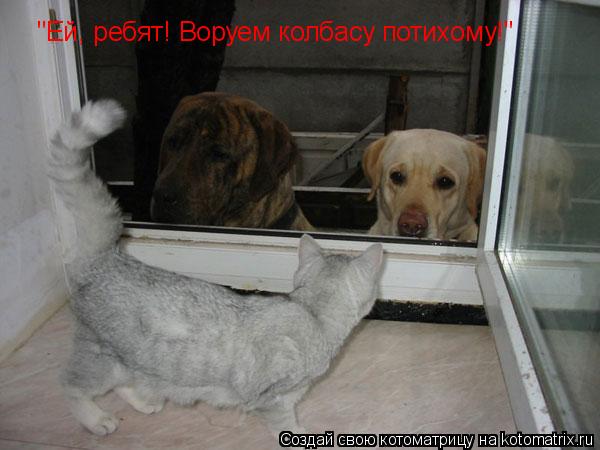 "Ей, ребят! Воруем колбасу потихому!"... Котоматрица: "Ей, ребят! Воруем колбасу потихому!"
