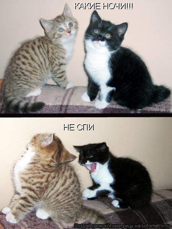 КАКИЕ НОЧИ!!! НЕ СПИ... Котоматрица: КАКИЕ НОЧИ!!! НЕ СПИ