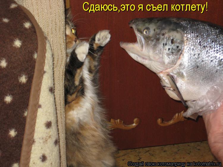 Сдаюсь,это я съел котлету!... Котоматрица: Сдаюсь,это я съел котлету!