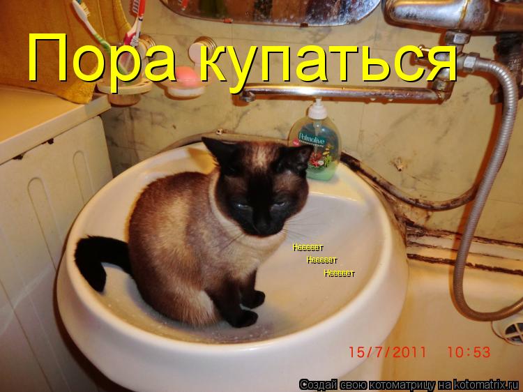 Пора купаться Нееееет Нееееет Нееееет... Котоматрица: Пора купаться Нееееет Нееееет Нееееет