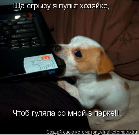 Котоматрица: Ща сгрызу я пульт хозяйке, Чтоб гуляла со мной в парке!!!