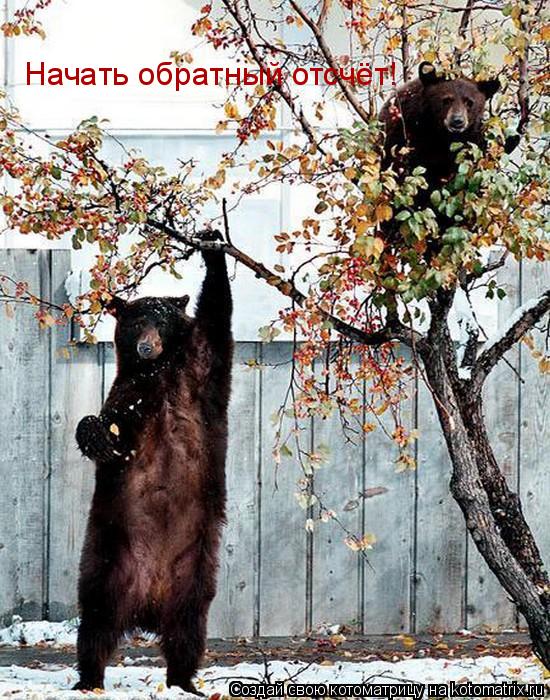 Начать обратный отсчёт!... Котоматрица: Начать обратный отсчёт!