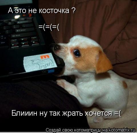 Котоматрица: А это не косточка ? =(=(=( Блииин ну так жрать хочется =(