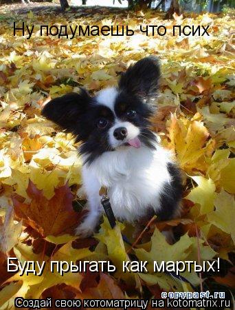 Котоматрица: Ну подумаешь что псих Буду прыгать как мартых!