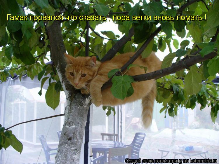 Котоматрица: Гамак порвался что сказать , пора ветки вновь ломать !