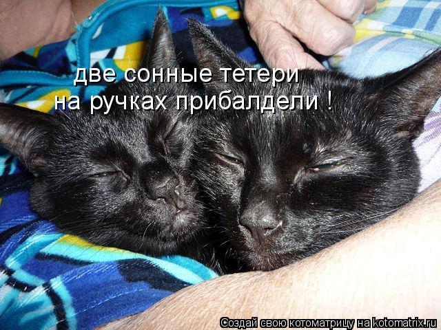 Котоматрица: две сонные тетери на ручках прибалдели !