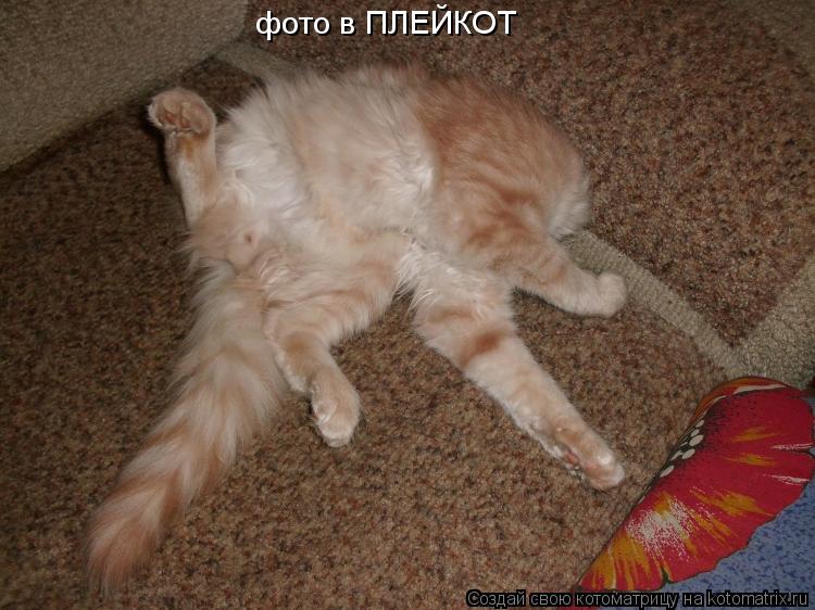 Котоматрица: фото в ПЛЕЙКОТ