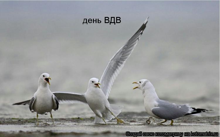 Котоматрица: день ВДВ