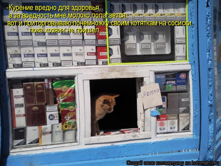 -Курение вредно для здоровья, а за вредность мне молоко полагается, вот и приторговываю понемножку св... Котоматрица: -Курение вредно для здоровья, а за вредность мне молоко полагается, вот и приторговываю понемножку своим котяткам на сосиски, пока хозяин н