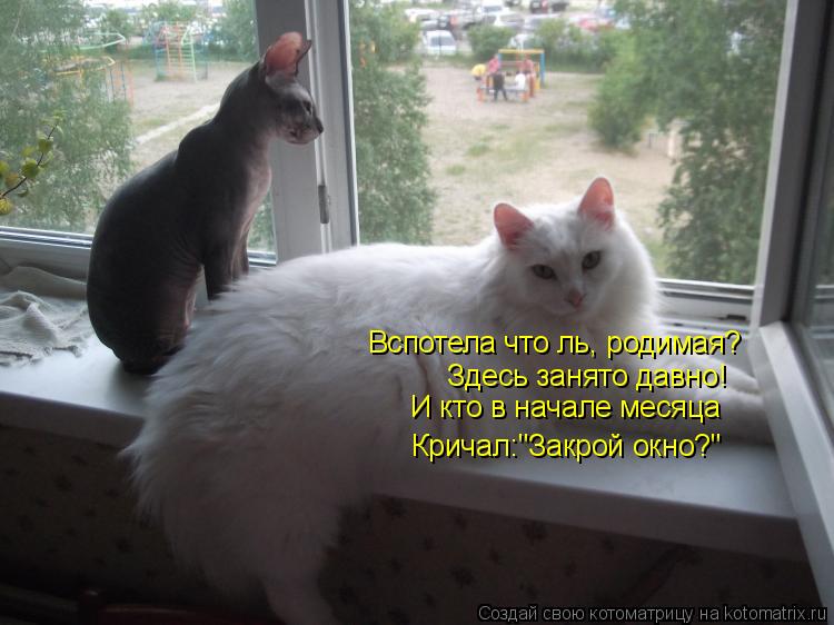 Вспотела что ль, родимая? Здесь занято давно! И кто в начале месяца Кричал:"Закрой окно?"... Котоматрица: Вспотела что ль, родимая? Здесь занято давно! И кто в начале месяца Кричал:"Закрой окно?"