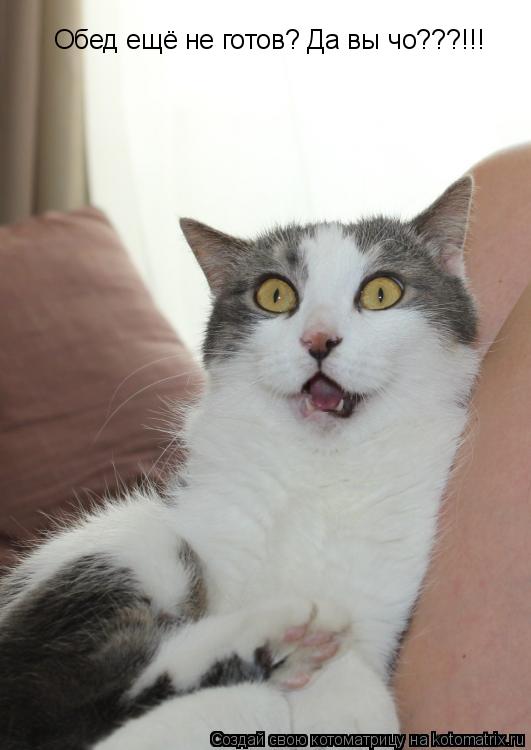 Обед ещё не готов? Да вы чо???!!!... Котоматрица: Обед ещё не готов? Да вы чо???!!!