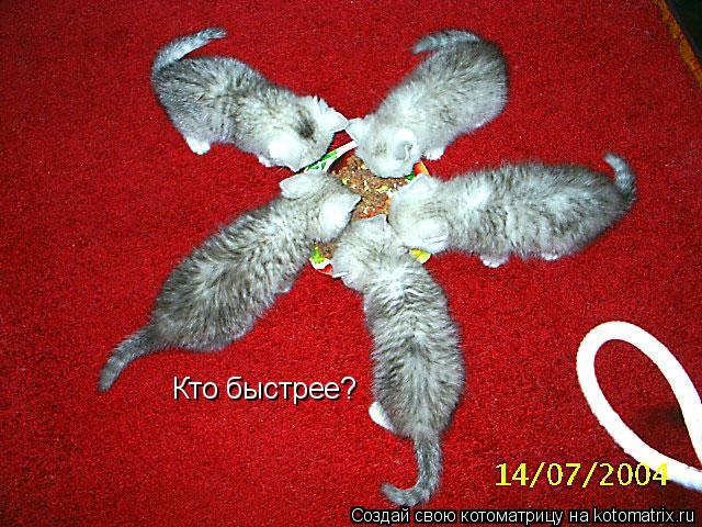 Кто быстрее?... Котоматрица: Кто быстрее?