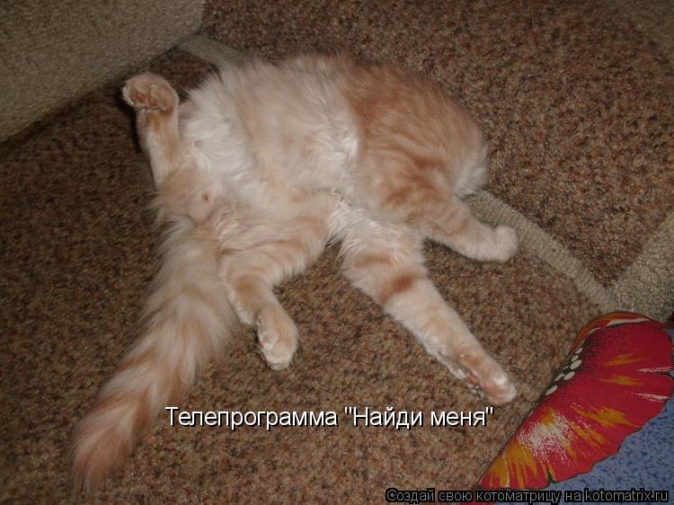 Телепрограмма "Найди меня"... Котоматрица: Телепрограмма "Найди меня"