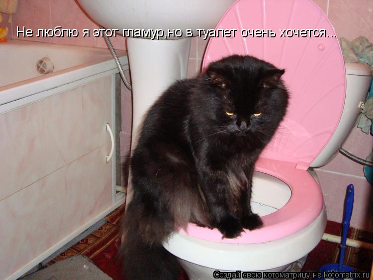 Не люблю я этот гламур,но в туалет очень хочется...... Котоматрица: Не люблю я этот гламур,но в туалет очень хочется...