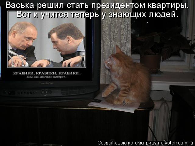 Васька решил стать президентом квартиры. Вот и учится теперь у знающих людей.... Котоматрица: Васька решил стать президентом квартиры. Вот и учится теперь у знающих людей.