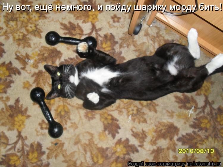 Ну вот, ещё немного, и пойду шарику морду бить!... Котоматрица: Ну вот, ещё немного, и пойду шарику морду бить!