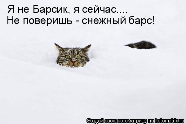 Я не Барсик, я сейчас.... Не поверишь - снежный барс!... Котоматрица: Я не Барсик, я сейчас.... Не поверишь - снежный барс!