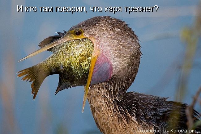 И кто там говорил, что харя треснет?... Котоматрица: И кто там говорил, что харя треснет?