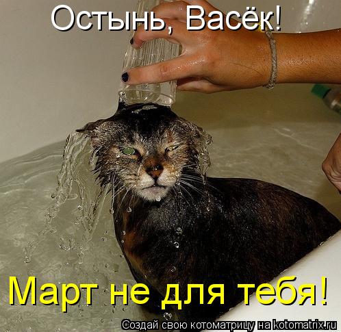 Остынь, Васёк! Март не для тебя!... Котоматрица: Остынь, Васёк! Март не для тебя!