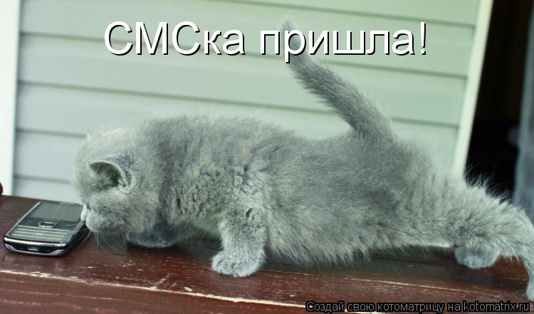 СМСка пришла!... Котоматрица: СМСка пришла!