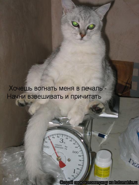 Хочешь вогнать меня в печаль - Начни взвешивать и причитать... Котоматрица: Хочешь вогнать меня в печаль - Начни взвешивать и причитать
