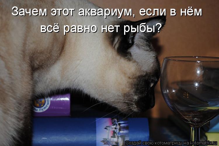 Зачем этот аквариум, если в нём всё равно нет рыбы?... Котоматрица: Зачем этот аквариум, если в нём всё равно нет рыбы?