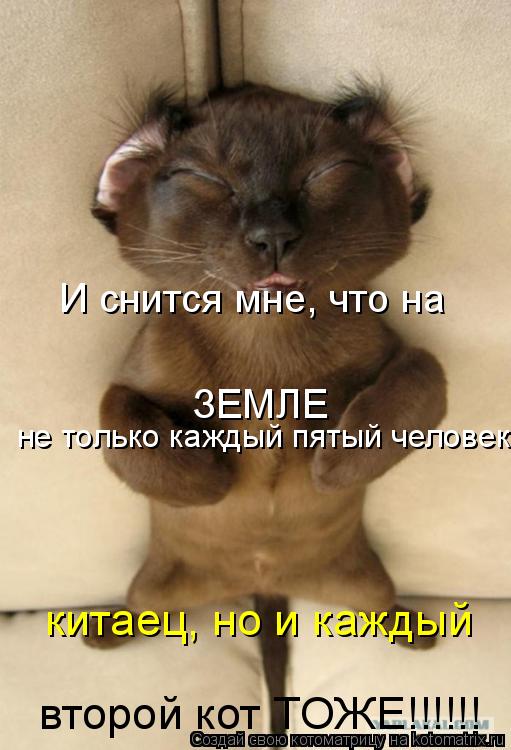 И снится мне, что на ЗЕМЛЕ не только каждый пятый человек китаец, но и каждый второй кот ТОЖЕ!!!!!!... Котоматрица: И снится мне, что на ЗЕМЛЕ не только каждый пятый человек китаец, но и каждый второй кот ТОЖЕ!!!!!!