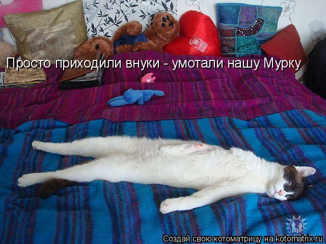 Просто приходили внуки - умотали нашу Мурку... Котоматрица: Просто приходили внуки - умотали нашу Мурку