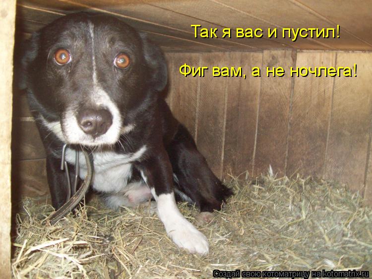 Так я вас и пустил! Фиг вам, а не ночлега!... Котоматрица: Так я вас и пустил! Фиг вам, а не ночлега!
