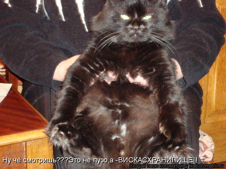 Ну чё смотришь???Это не пузо,а -ВИСКАСХРАНИЛИЩЕ!!... Котоматрица: Ну чё смотришь???Это не пузо,а -ВИСКАСХРАНИЛИЩЕ!!