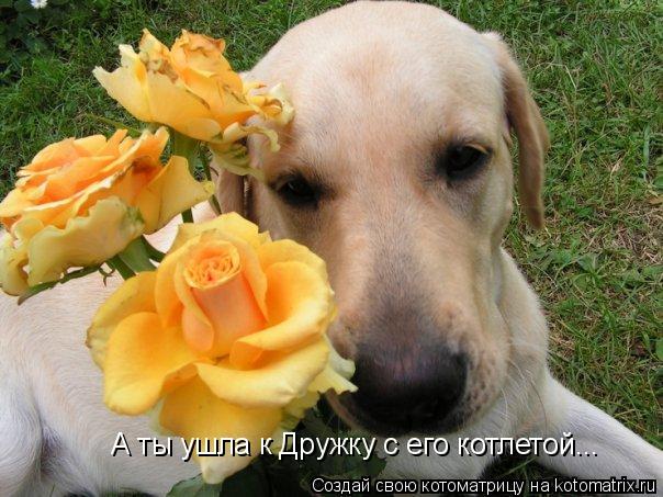 А ты ушла к Дружку с его котлетой...... Котоматрица: А ты ушла к Дружку с его котлетой...