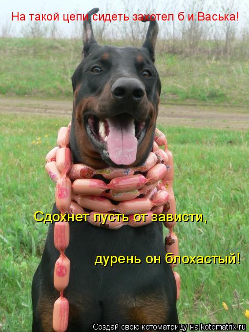На такой цепи сидеть захотел б и Васька! Сдохнет пусть от зависти, дурень он блохастый!... Котоматрица: На такой цепи сидеть захотел б и Васька! Сдохнет пусть от зависти, дурень он блохастый!