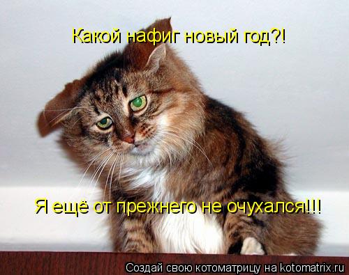 Какой нафиг новый год?! Я ещё от прежнего не очухался!!!... Котоматрица: Какой нафиг новый год?! Я ещё от прежнего не очухался!!!