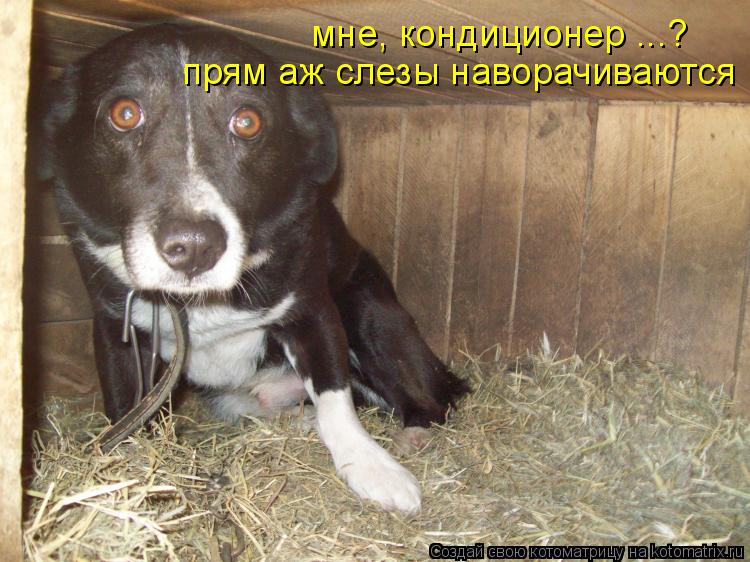 мне, кондиционер ...? прям аж слезы наворачиваются !... Котоматрица: мне, кондиционер ...? прям аж слезы наворачиваются !