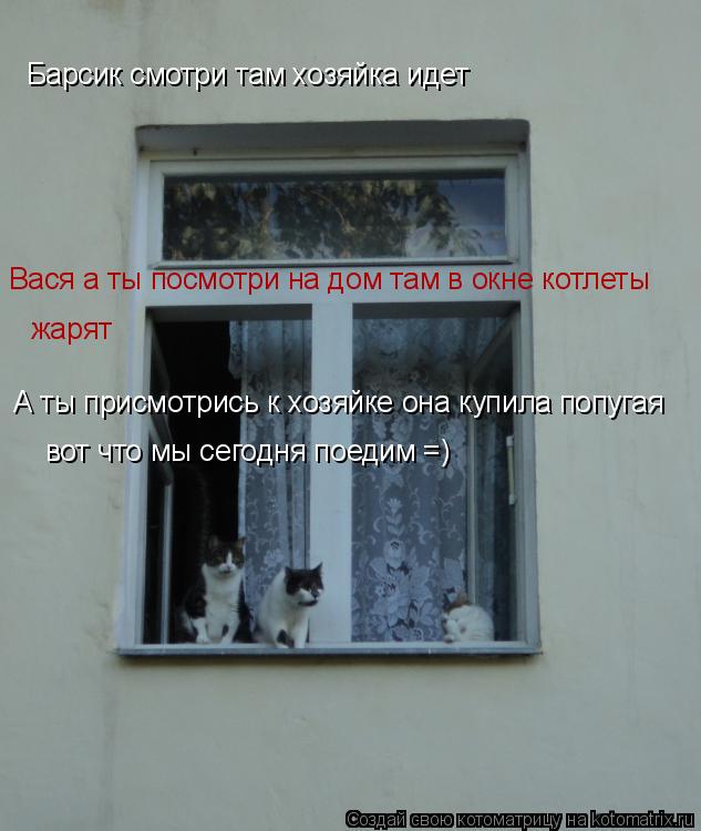 Барсик смотри там хозяйка идет Вася а ты посмотри на дом там в окне котлеты жарят А ты присмотрись к ... Котоматрица: Барсик смотри там хозяйка идет Вася а ты посмотри на дом там в окне котлеты жарят А ты присмотрись к хозяйке она купила попугая вот что мы се