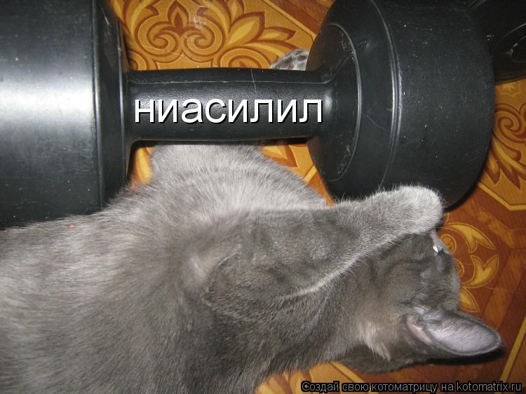 ниасилил... Котоматрица: ниасилил