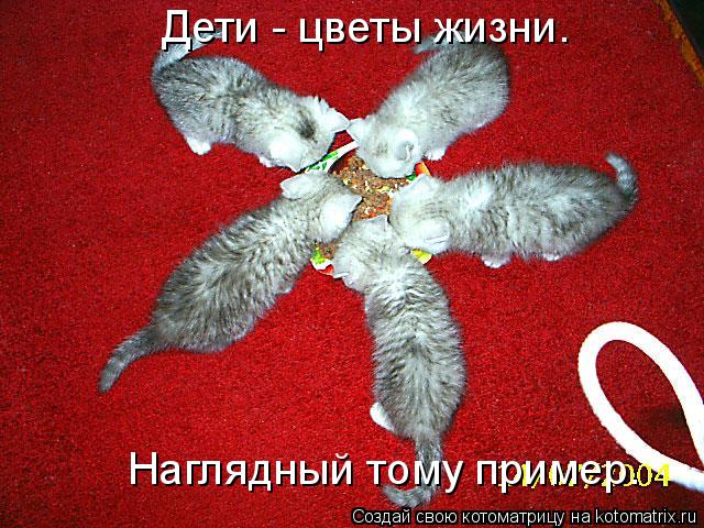 Дети - цветы жизни. Наглядный тому пример.... Котоматрица: Дети - цветы жизни. Наглядный тому пример.
