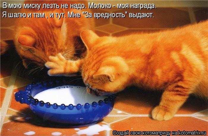 В мою миску лезть не надо. Молоко - моя награда. Я шалю и там , и тут. Мне "За вредность" выдают.... Котоматрица: В мою миску лезть не надо. Молоко - моя награда. Я шалю и там , и тут. Мне "За вредность" выдают.