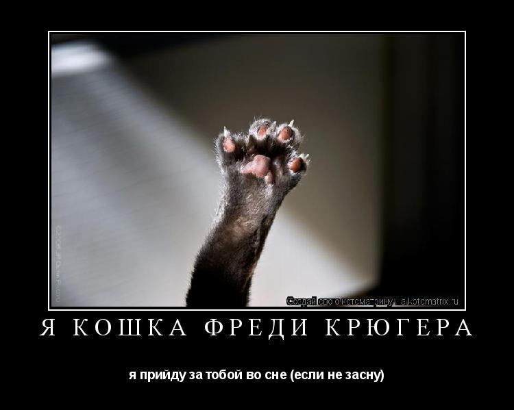я кошка фреди крюгера я прийду за тобой во сне (если не засну)... Котоматрица: я кошка фреди крюгера я прийду за тобой во сне (если не засну)