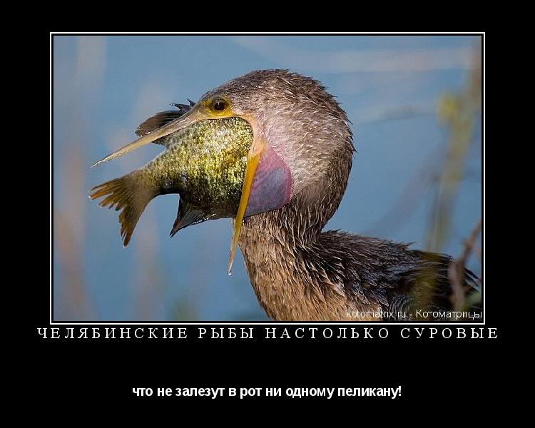 Челябинские рыбы настолько суровые что не залезут в рот ни одному пеликану!... Котоматрица: Челябинские рыбы настолько суровые что не залезут в рот ни одному пеликану!