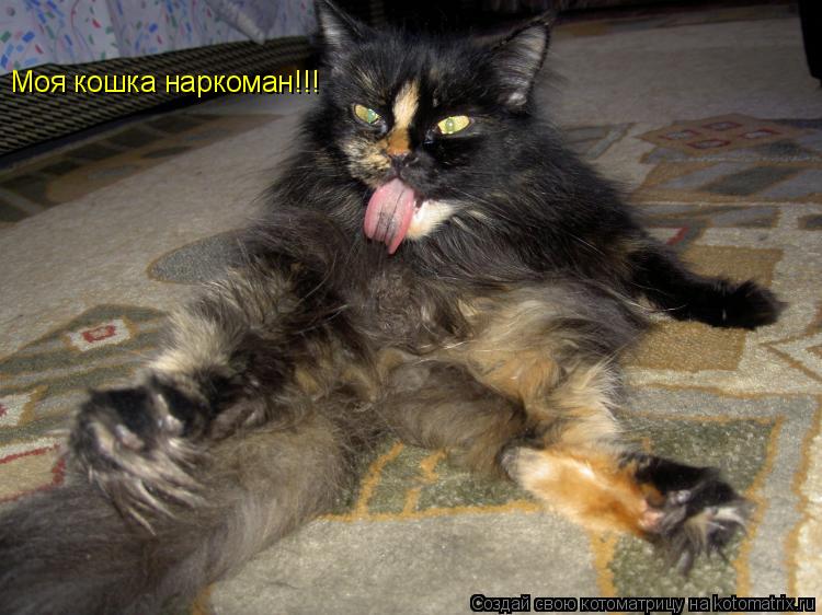 Котоматрица: Моя кошка наркоман!!!
