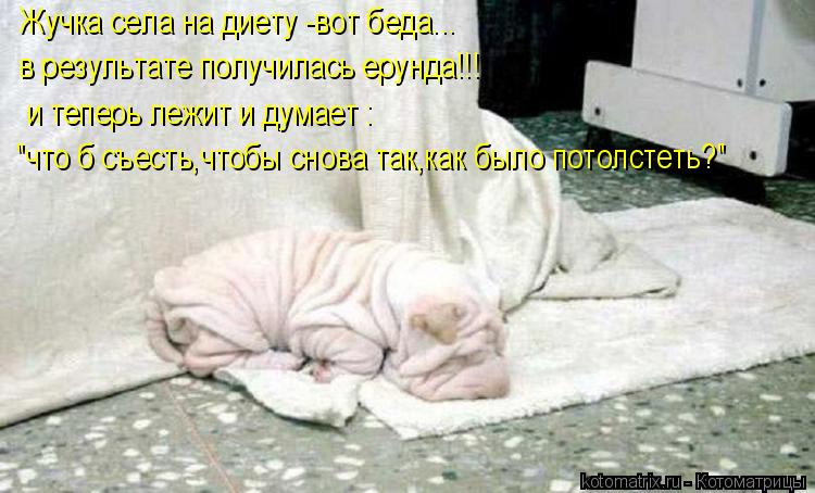 Жучка села на диету -вот беда... в результате получилась ерунда!!! и теперь лежит и думает : "что б с... Котоматрица: Жучка села на диету -вот беда... в результате получилась ерунда!!! и теперь лежит и думает : "что б съесть,чтобы снова так,как было потолстеть?"