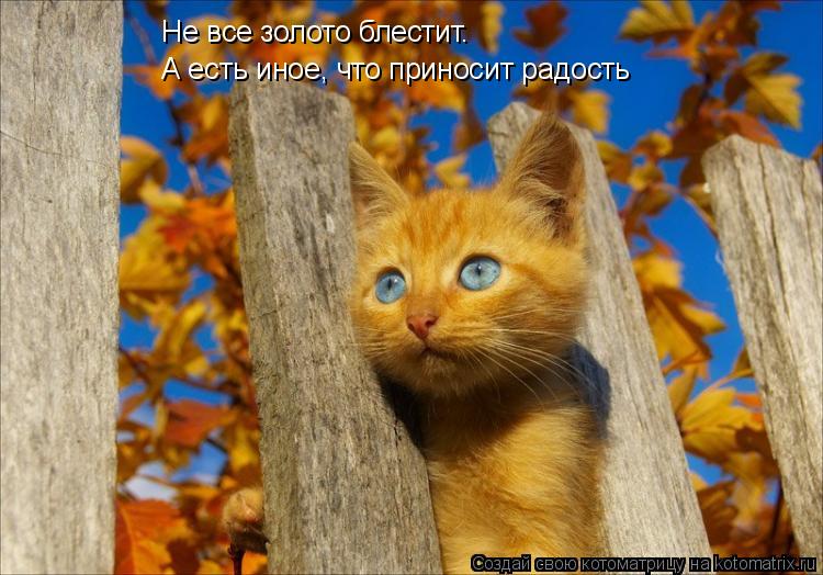 Не все золото блестит. А есть иное, что приносит радость... Котоматрица: Не все золото блестит. А есть иное, что приносит радость