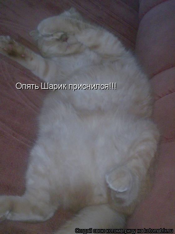 Опять Шарик приснился!!!... Котоматрица: Опять Шарик приснился!!!